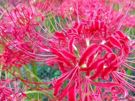 彼岸花風水|彼岸花の風水的飾り方！曼珠沙華と呼ばれる花の本当のパワー！